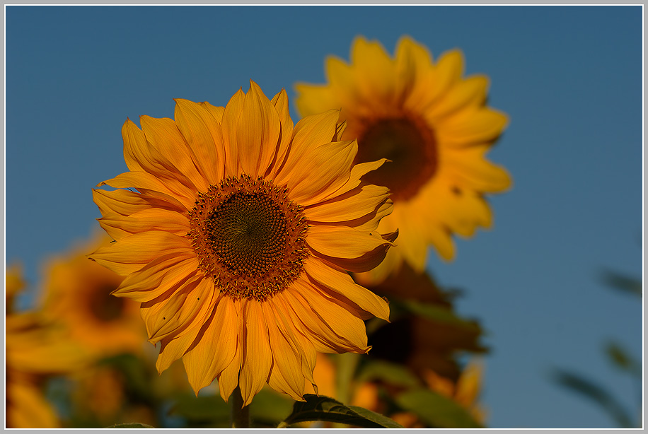 Abschied vom Sommer, Sonnenblume (Helianthus annuus)