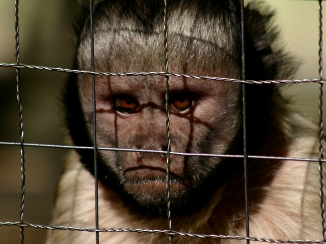 Hinter Gittern - lebenslang !