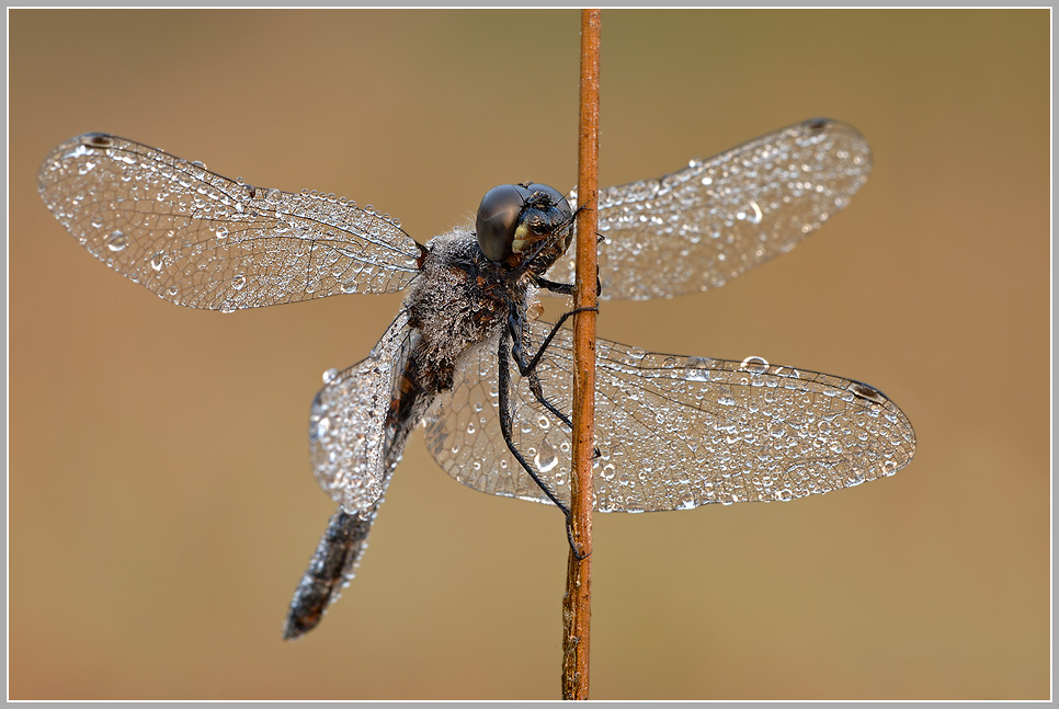 Schwarze Heidelibelle (Sympetrum danae)