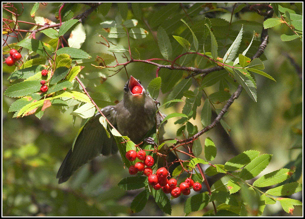 Seidenschwanz schluckt Vogelbeere