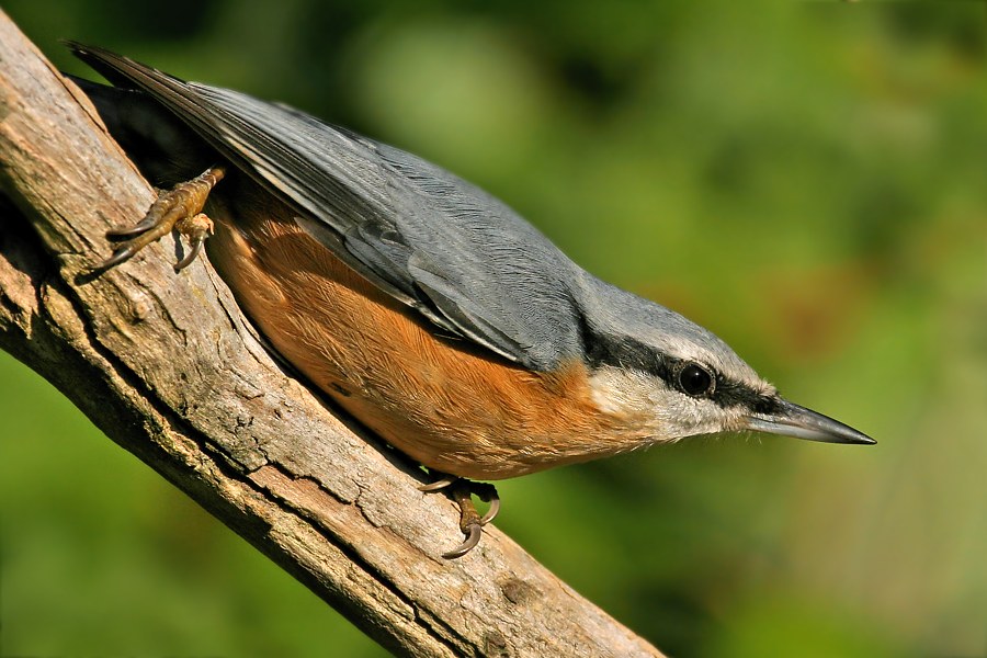 Kleiber (Sitta europaea)