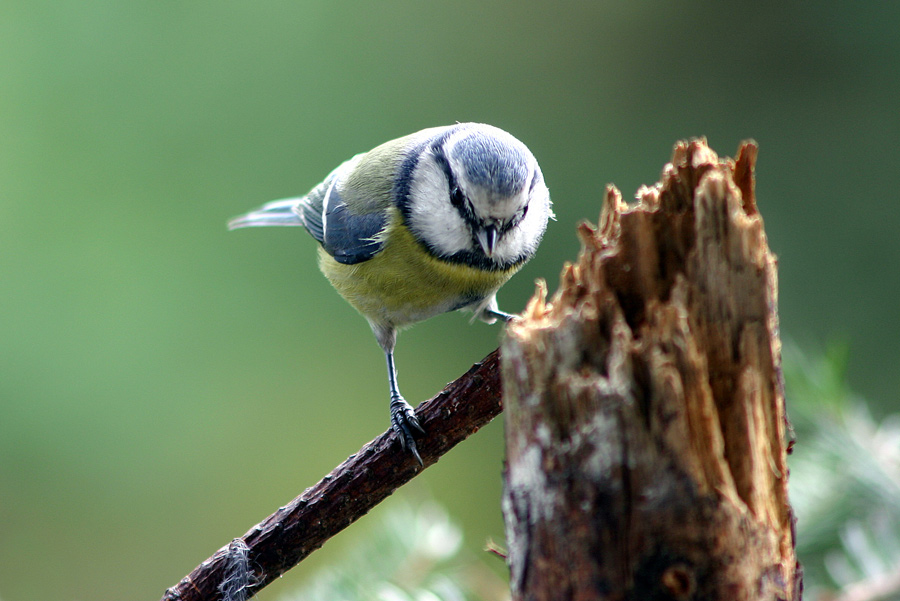 Blaumeise  ND