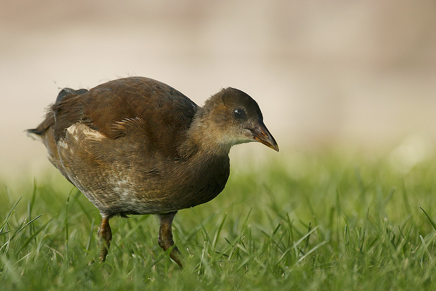 junges Teichhuhn [ND]