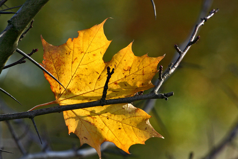 Ahornblatt ND im Herbst