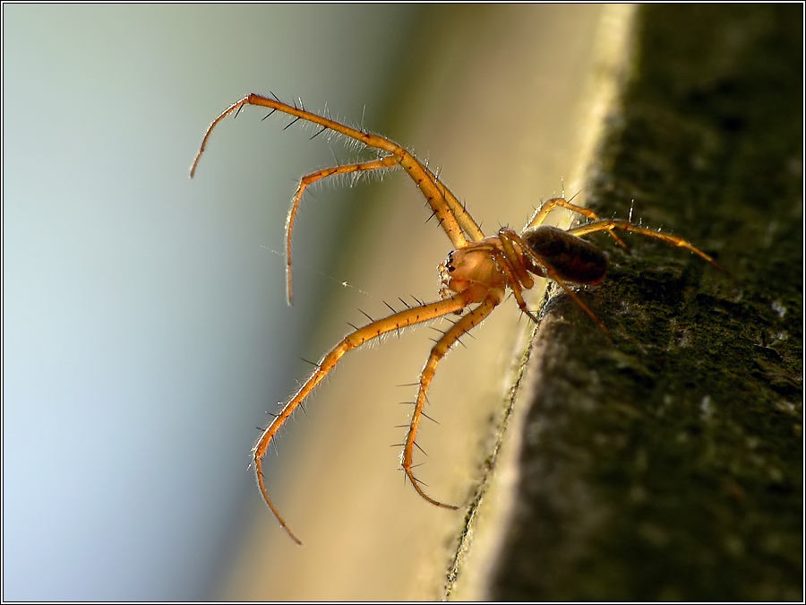 Herbstspinne ND