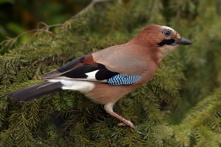 Eichelhäher (Garrulus glandarius)