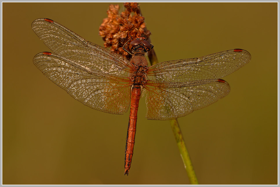 Gefleckte Heidelibelle (Sympetrum flaveolum)