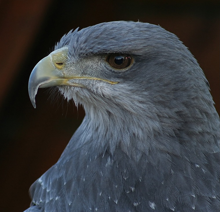 zoBlaubussard