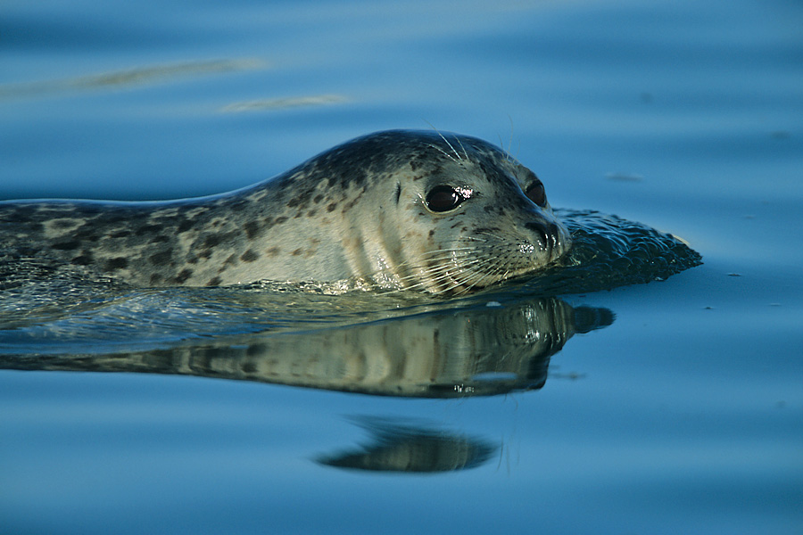 Seehund (Phoca vitulina) ND