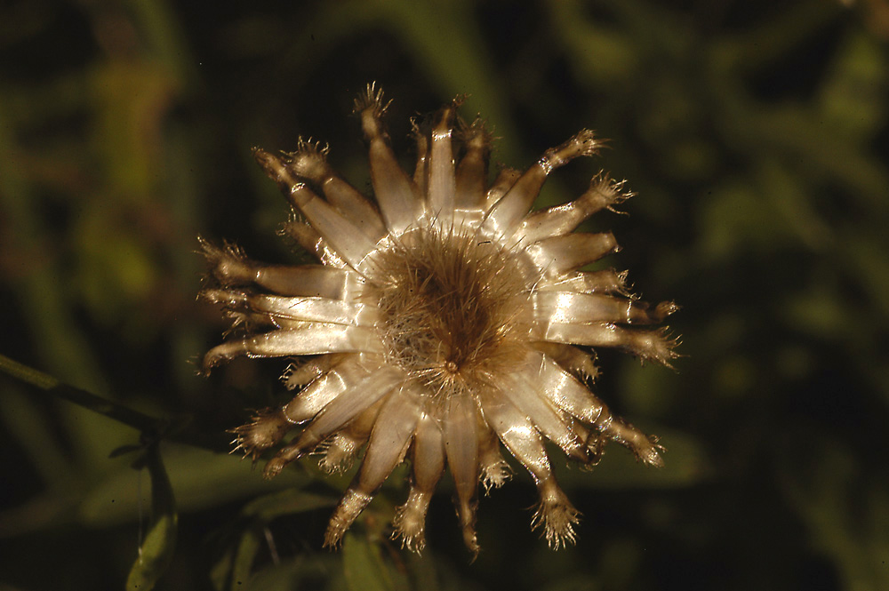 Flockenblume ND