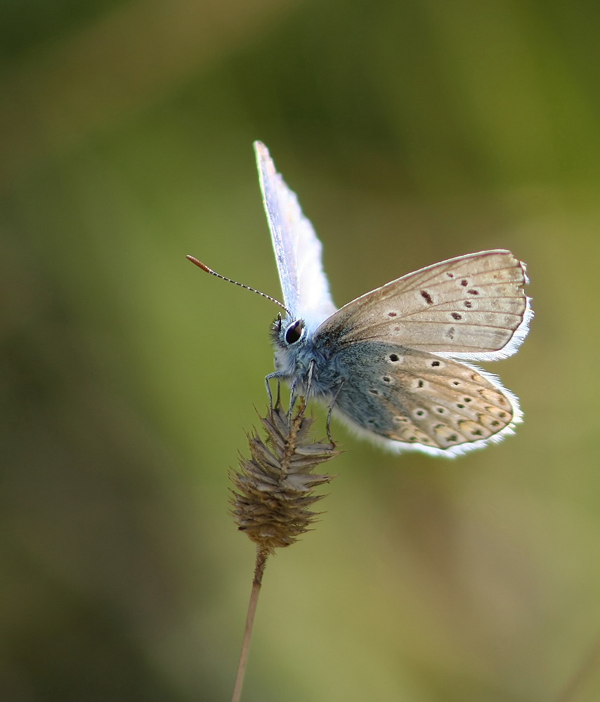 ND Schmetterling