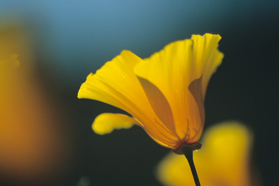 Kalifornischer Goldmohn