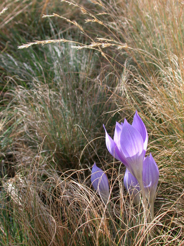 Crocus speciosus Zo