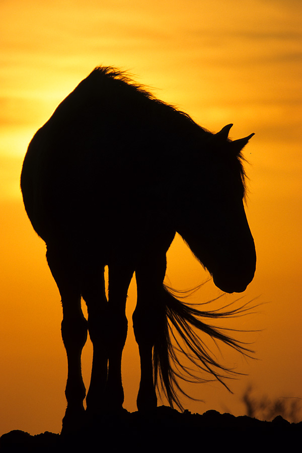 Camargue-Pferd