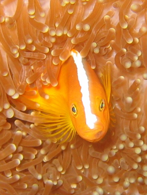 Fisch
