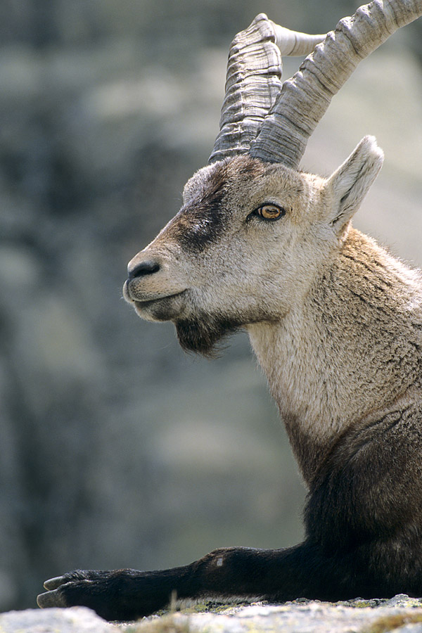 Iberischer Steinbock ND