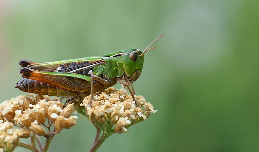 Heidegrashüpfer (Stenobothrus lineatus)