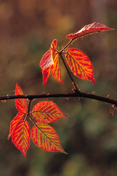 herbstliche Brombeerblätter im Gegenlicht ND