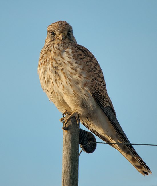 Turmfalke frontal ND