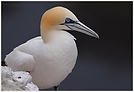 Baßtölpel (Sula bassana), Helgoland Lummenfelsen