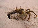 Krabbe am Strand von La Digue/Seychellen ND