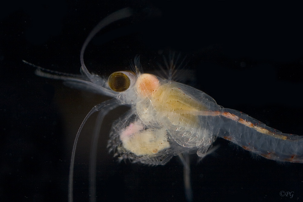 Hemimysis anomala, Schwebegarnele
