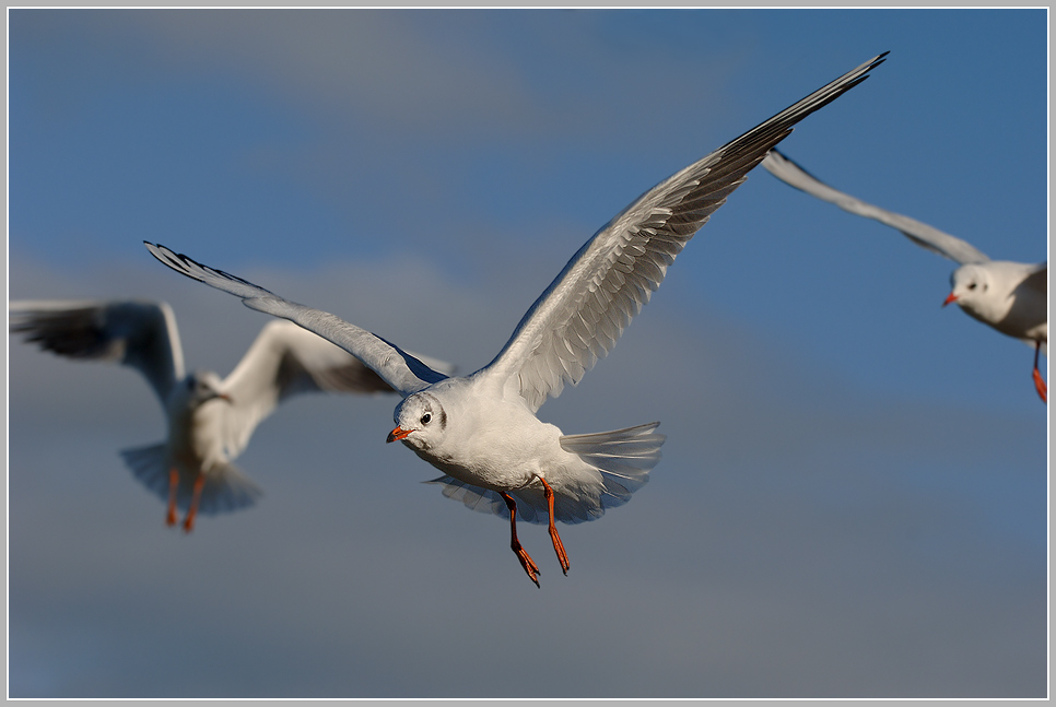 Lachmöwe (Larus ridibundus)