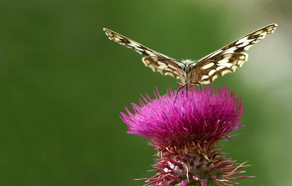 Schachbrettfalter (Melanargia galathea)