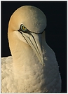 Baßtölpel (Sula bassana), Helgoland Lummenfelsen