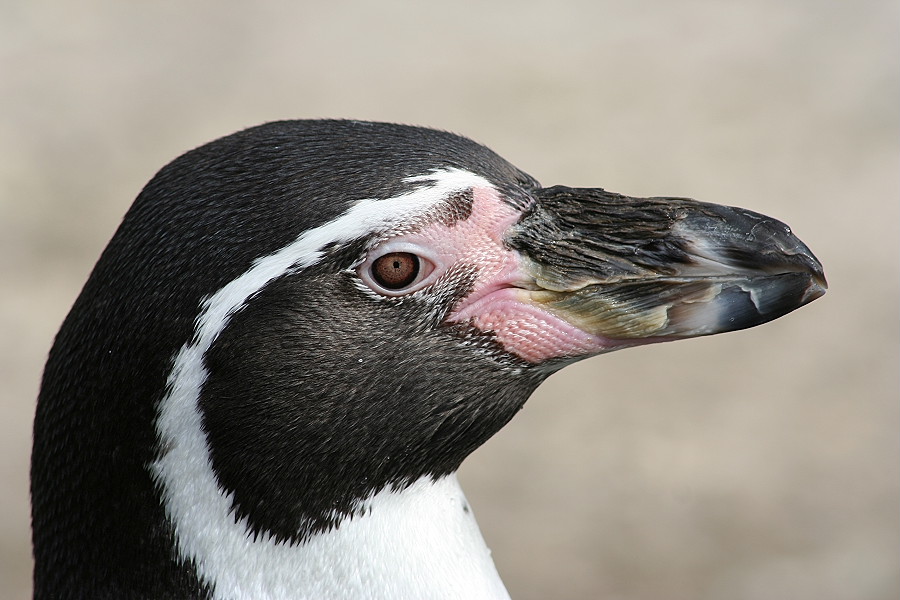 ZO- Pinguin