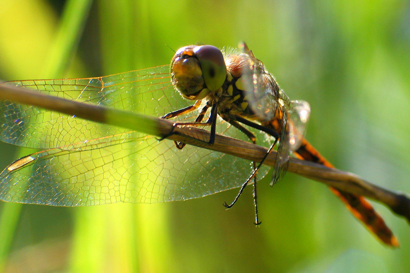 Libelle im Herbstlicht ND