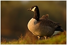 Kanadagans (Branta canadensis)