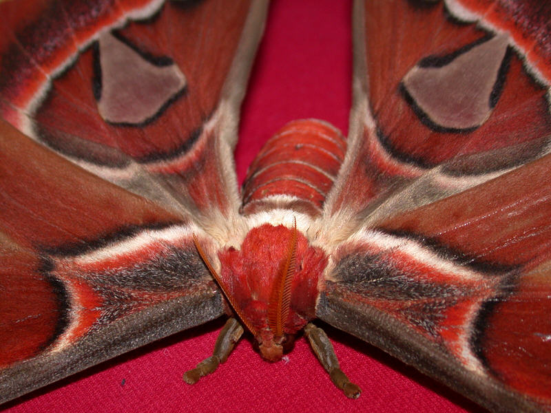 Attacus atlas