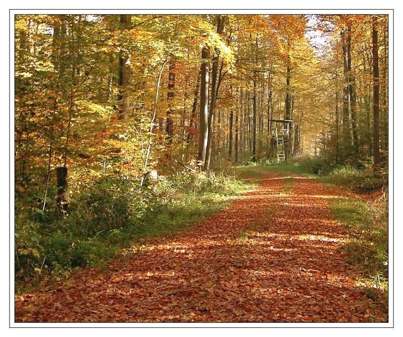 Herbstwald
