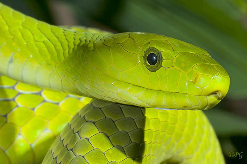 Grüne Mamba ZO