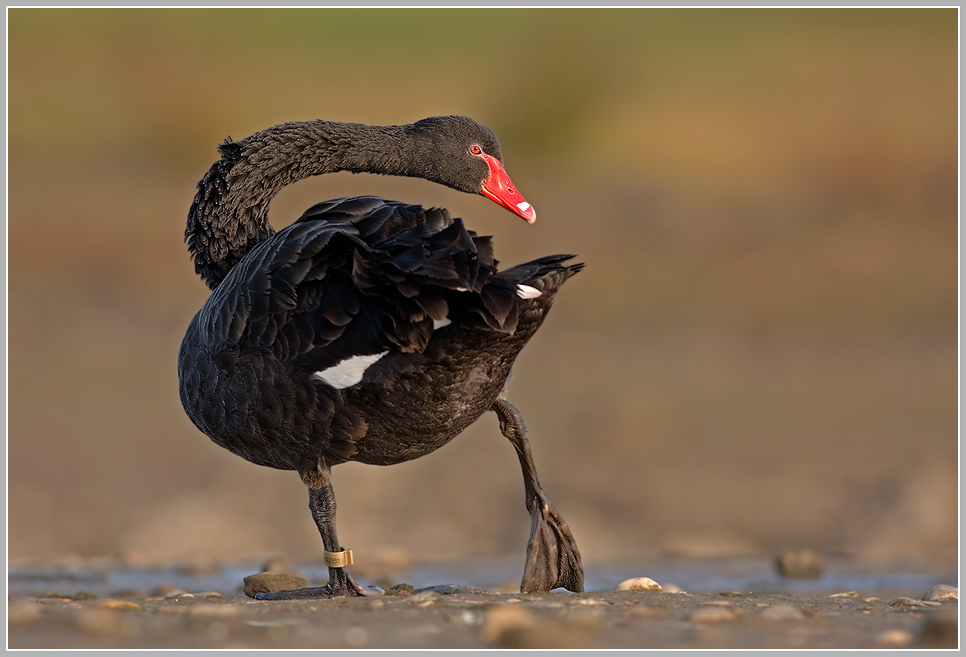 Trauerschwan (Cygnus atratus)