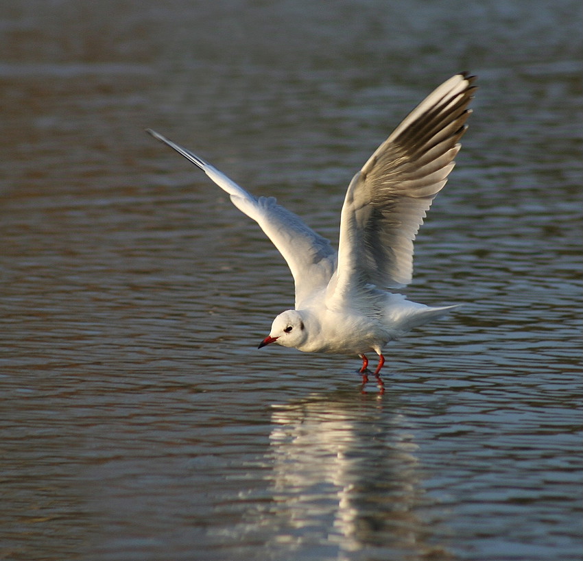 Landung im Werdersee