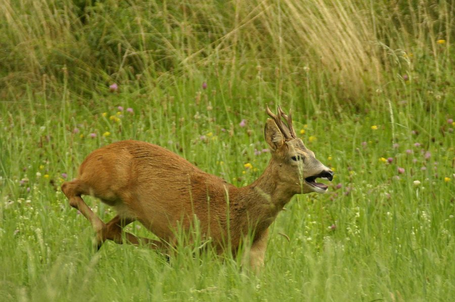Rehbock auf der Jagd...
