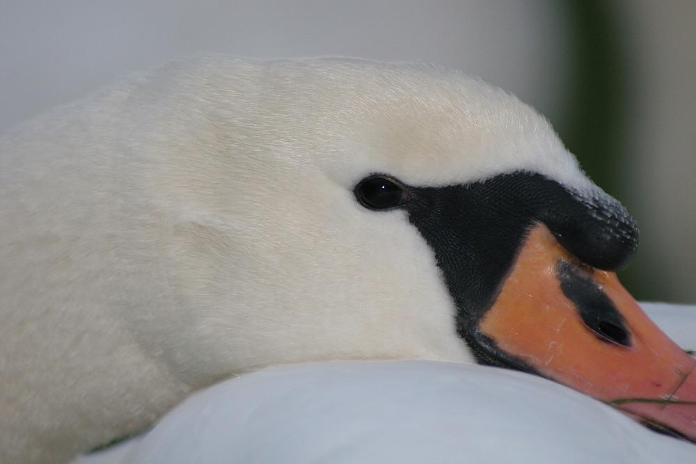 Schwan bei Dämmerung