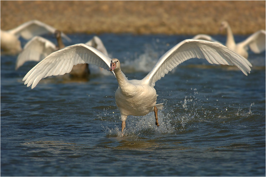 Erste Flugversuche