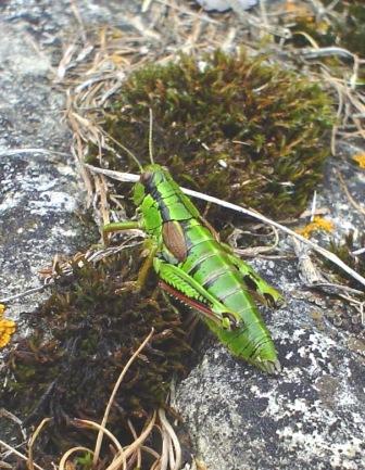 Alpen-Gebirgsschrecke (Miramella alpina)