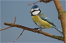 Blaumeise 1, Parus caeruleus