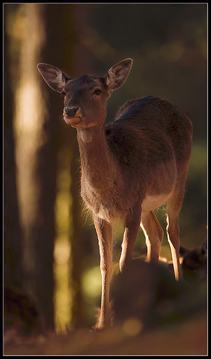 Waldschönheit, ZO, EBV