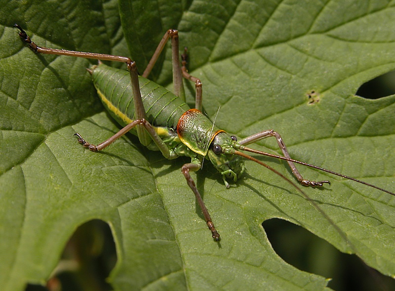 Steppen-Sattelschrecke (Ephippiger ephippiger)