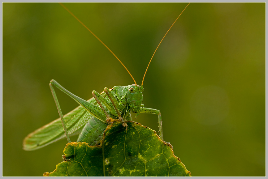 Grünes Heupferd (Tettigonia viridissima)