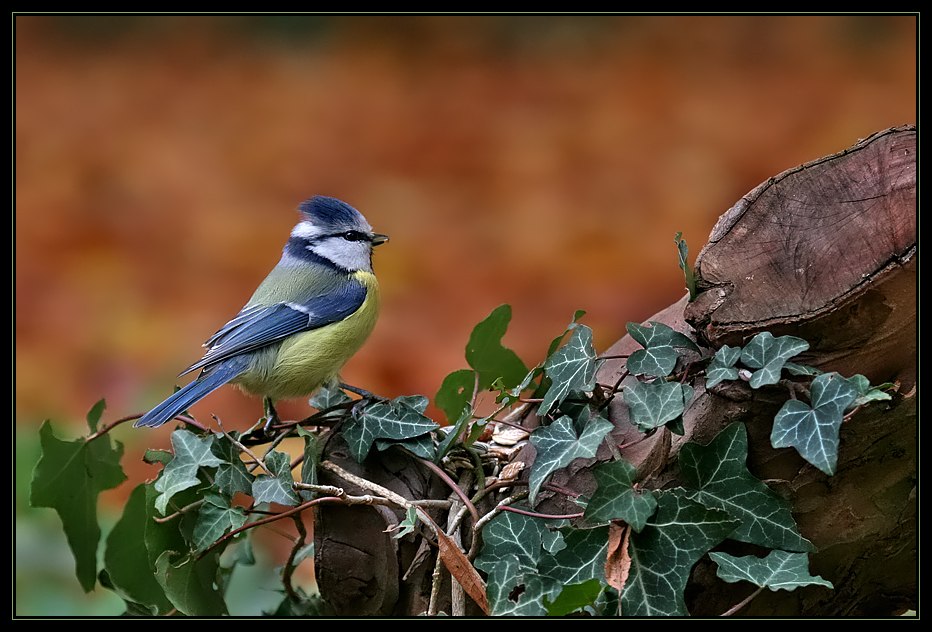 Blaumeise (KD)