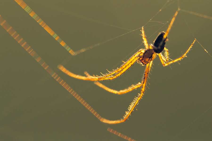 Spinne im morgendlichen Gegenlicht