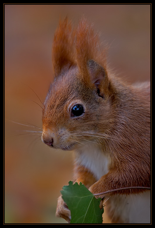 Eichhörnchen (KD)