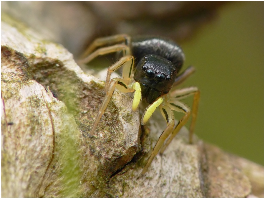 Heliophanus sp. ND