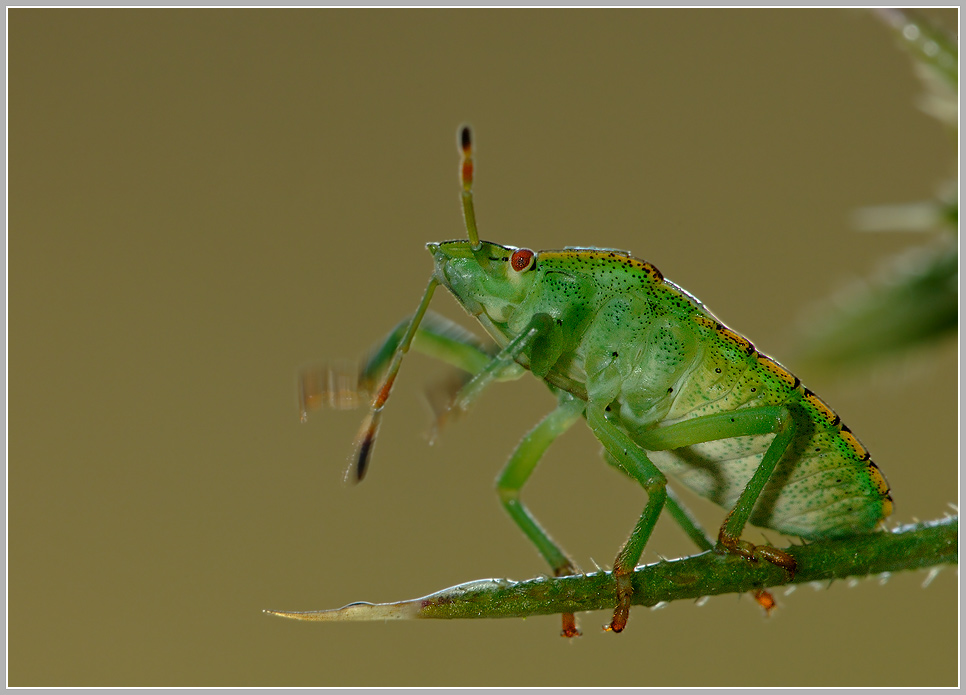 Grüne Stinkwanze (Palomena prasina)